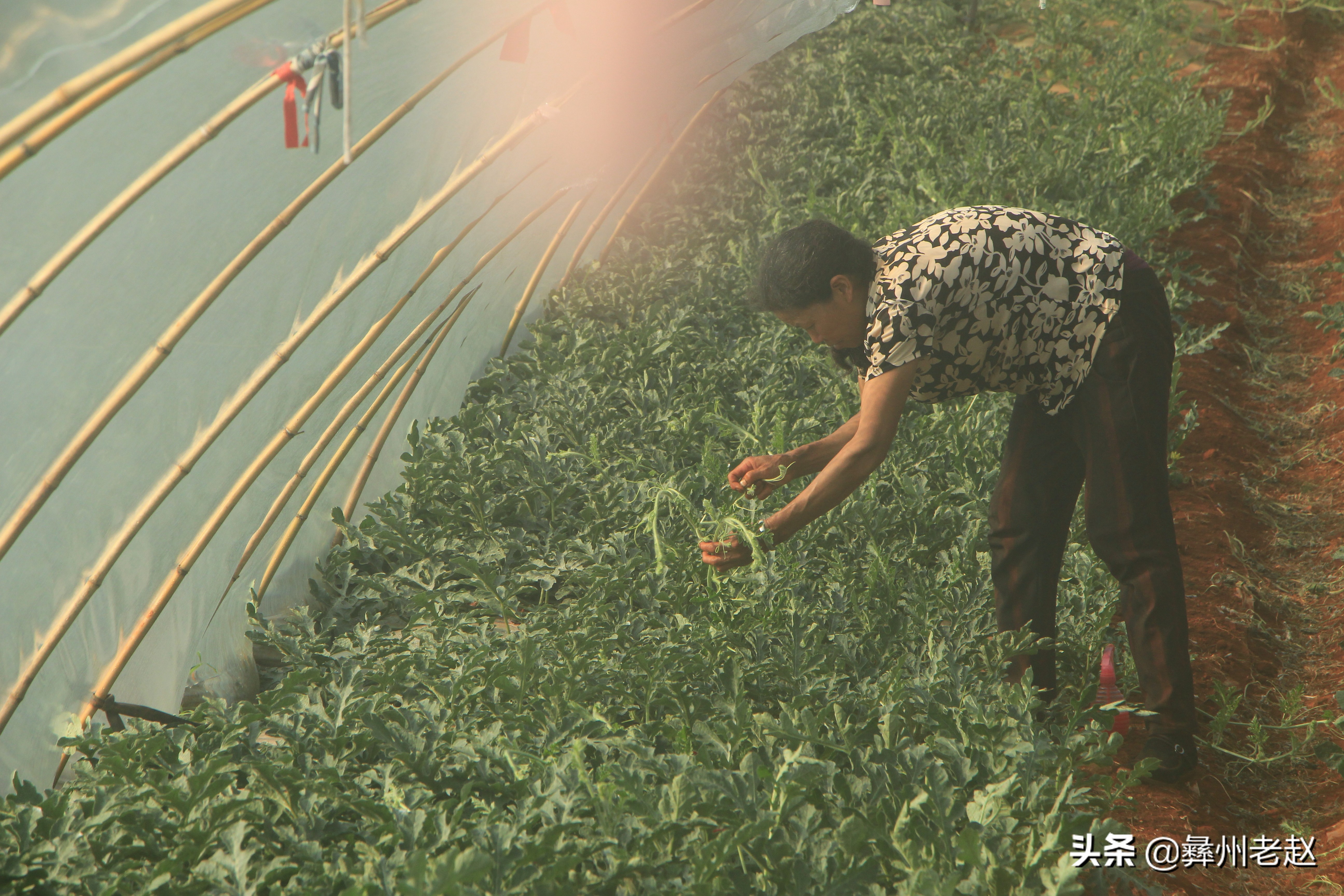 西瓜刚坐果的时候怎么管理,西瓜在膨果期需要什么肥料