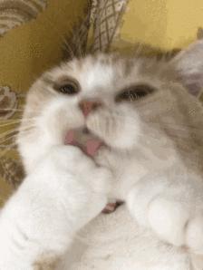 哪些养猫行为让猫痛苦,哪些养猫行为其实让猫承受痛苦