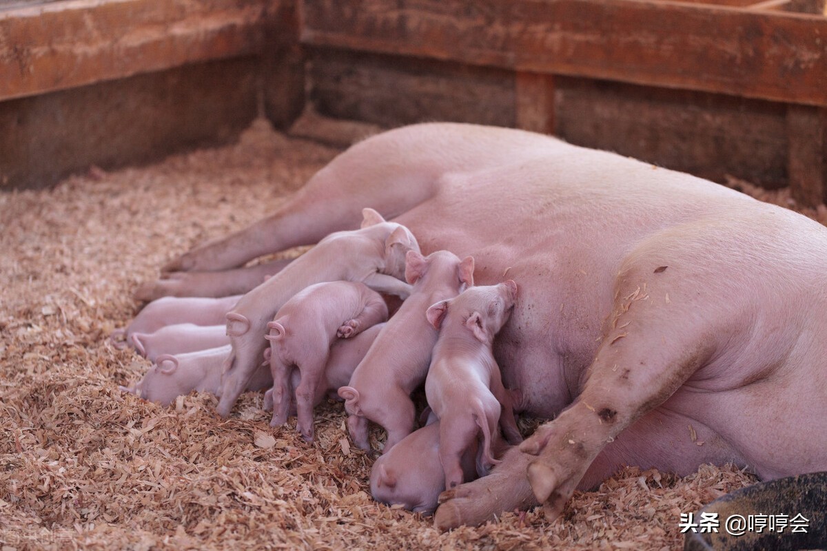 母猪下产床后瘫痪起不来怎么办,怀孕母猪后腿瘫痪不吃料怎么治疗