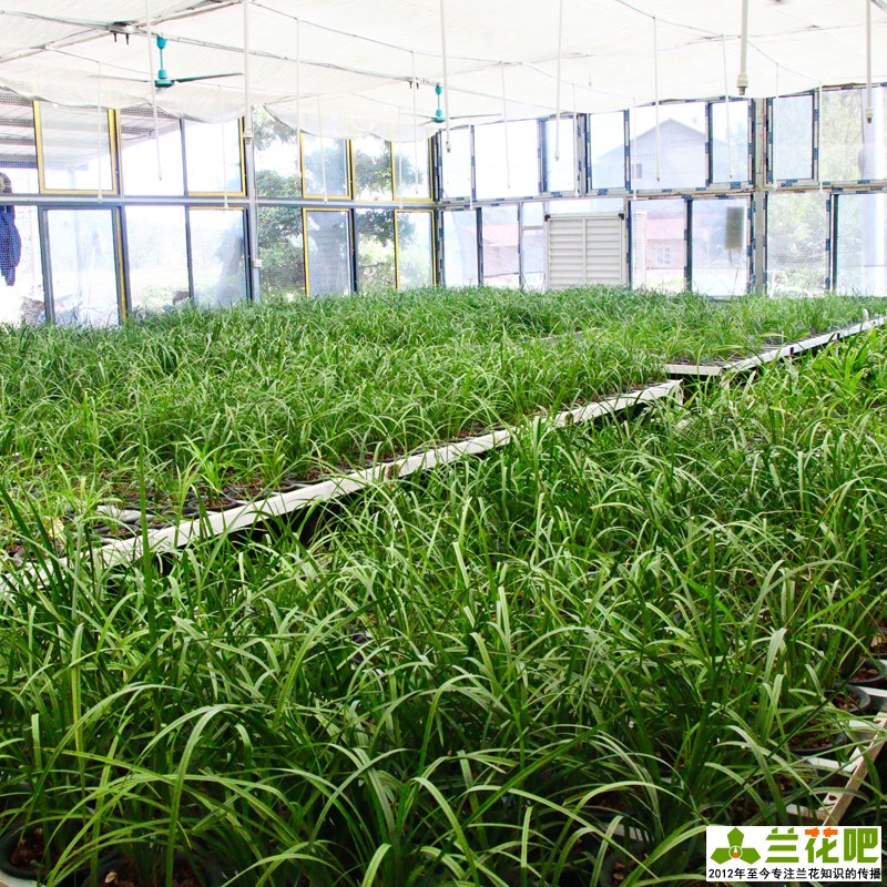 兰花怎么养才能旺盛小妙招,兰花怎样养才能养得好