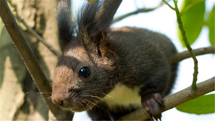 如何挑选一只亲人的魔王松鼠,新手养魔王松鼠好还是红腹松鼠