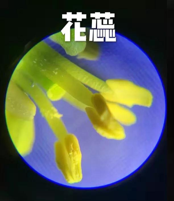 儿童科学30000倍显微镜,儿童电子显微镜真的1000倍