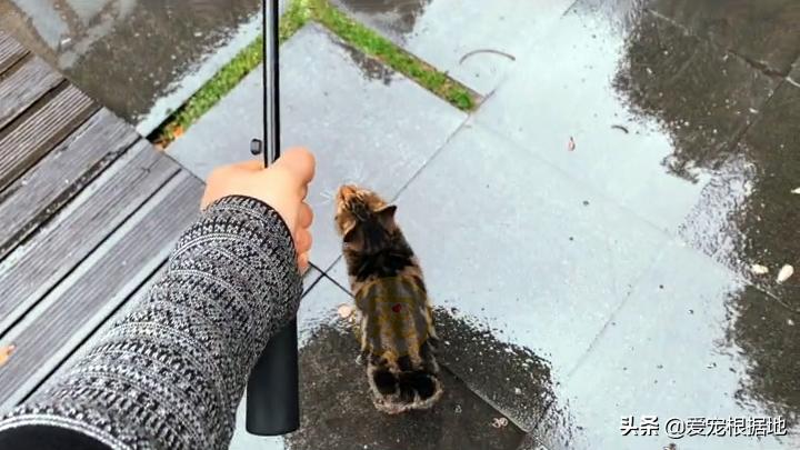 同伴被困空房子,流浪猫向人类求助,获救后它竟主动让出食物