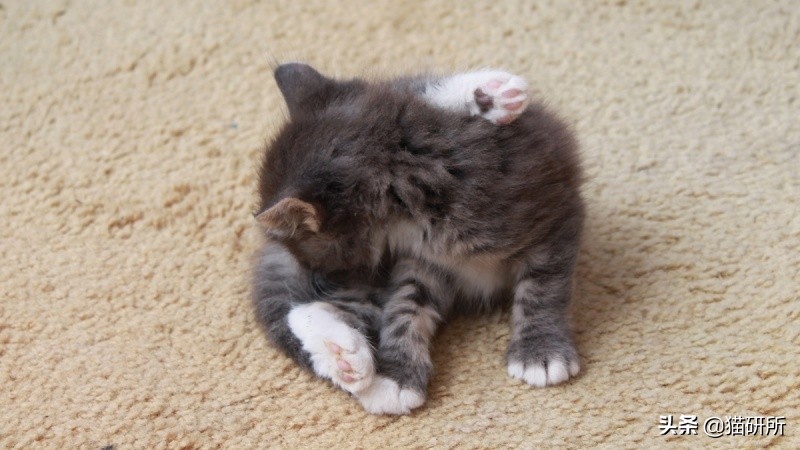 猫咪粪便检测出菌群超标,猫咪腹泻吐白色泡沫食欲还行