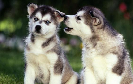 狗舌头有黑斑是不是很聪明,看狗舌头怎么分辨它的病症