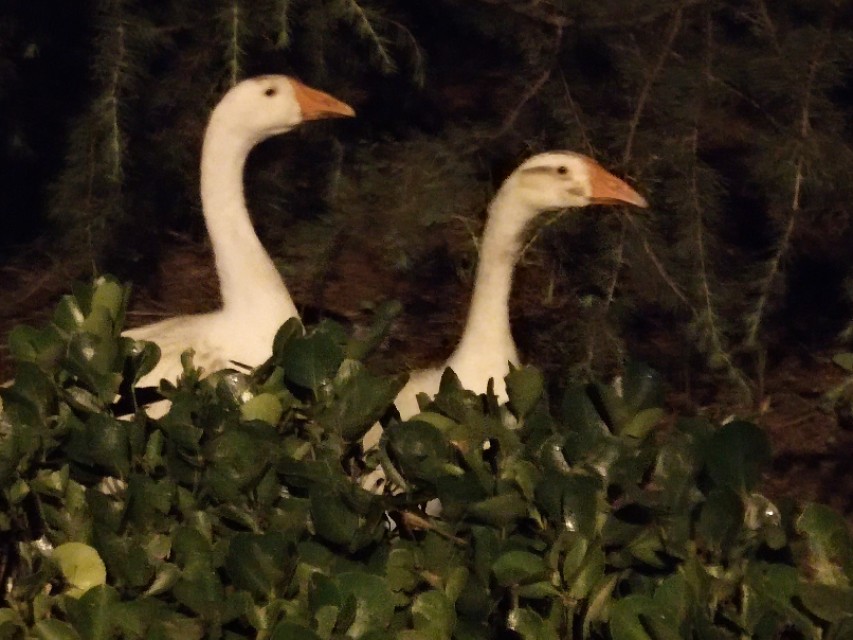 花笺记——我和花朵等来的不是你，却是七月最后一场雨