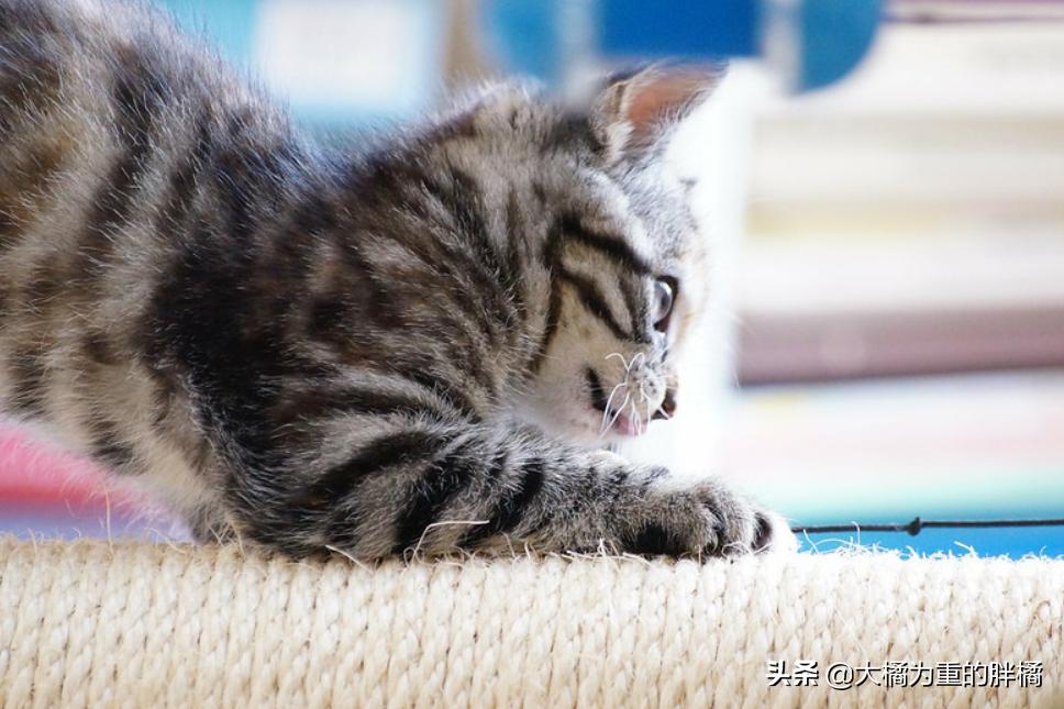 让猫咪在家不孤单,新手养猫怎么能让猫咪只黏自己