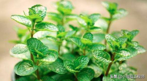 适合孕妇的室内绿植,家里有孕妇房间适合养什么植物