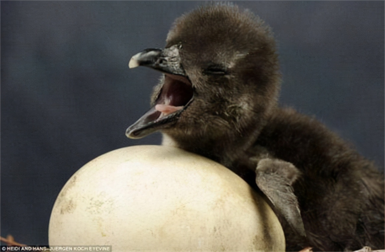 雄*交性**配和排尿器官二合一，雌性却分开，差异为何如此巨大？