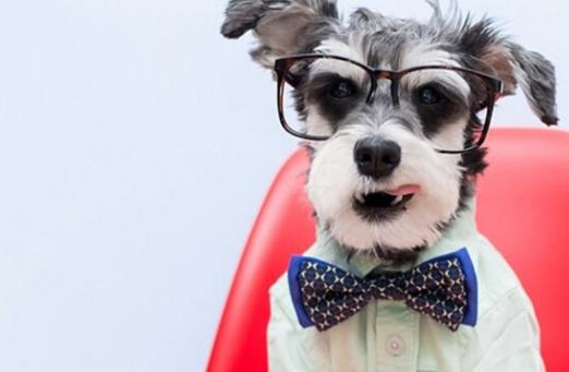 小型犬不爱叫体味小的狗有哪种,什么狗狗不掉毛没体味又好养