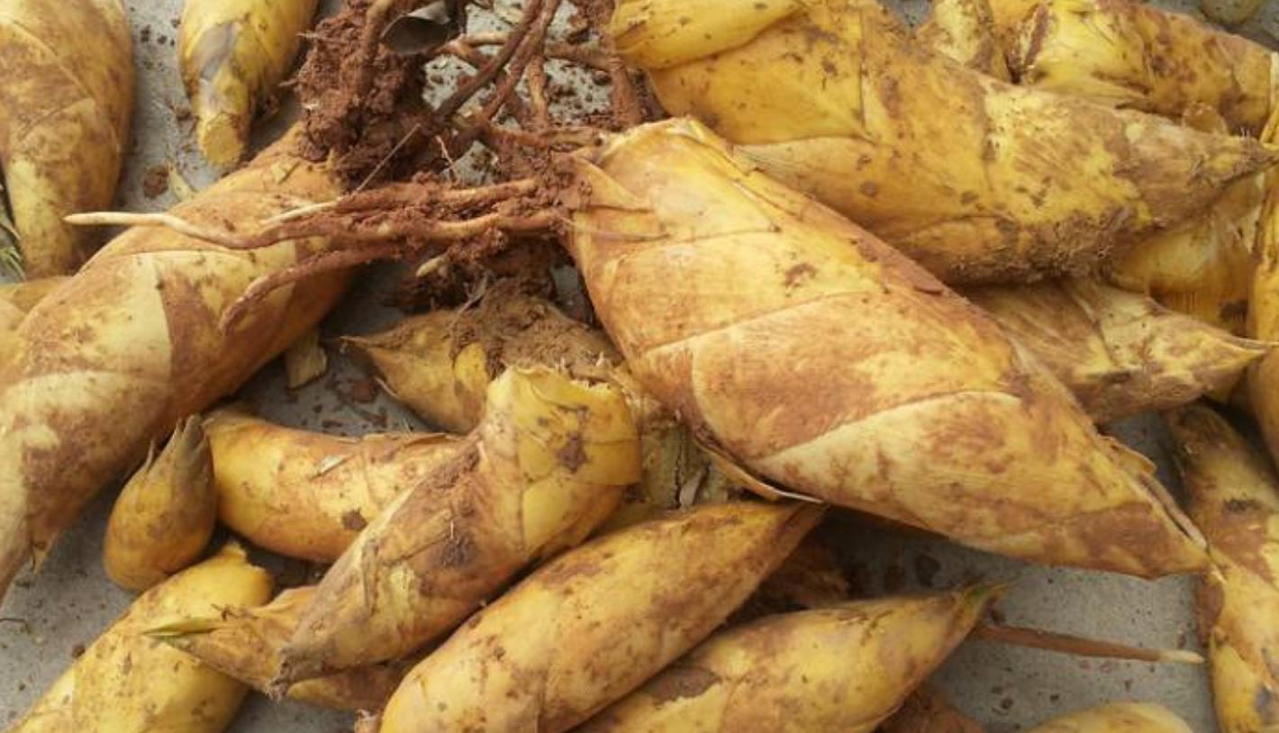 冬笋怎么做开胃下饭比较好吃,农家下饭美食冬笋做法大全