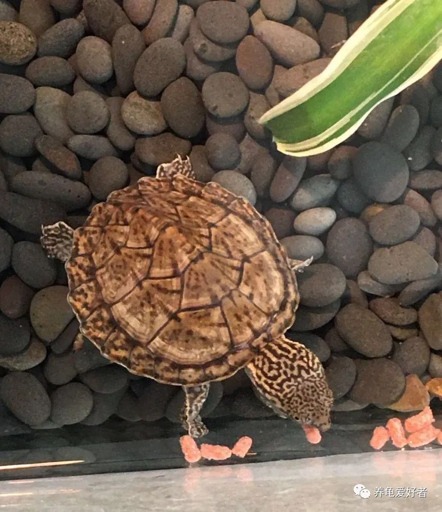 养龟粪便需要及时清理吗,养龟的龟缸有屎怎么快速清理