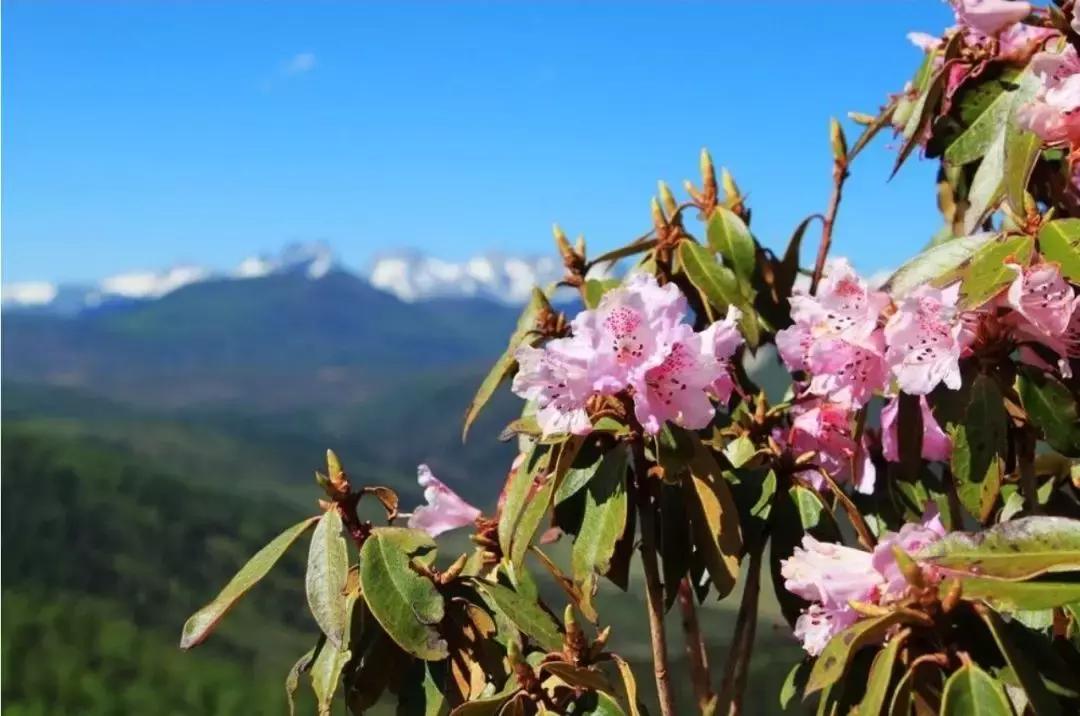 寻找失踪的学者为什么找不到,寻找消失的学者在哪