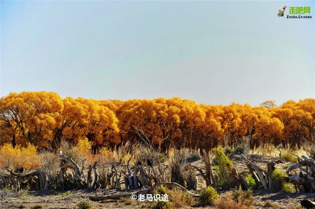 额济纳胡杨林自驾游详细攻略,宝鸡自驾往额济纳胡杨林攻略