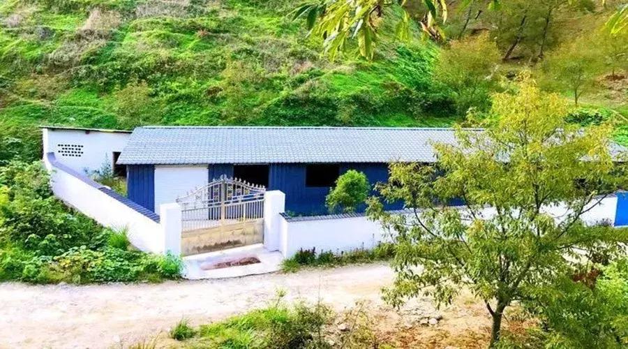 杭州90后姑娘大山里养牛,临安美女养牛