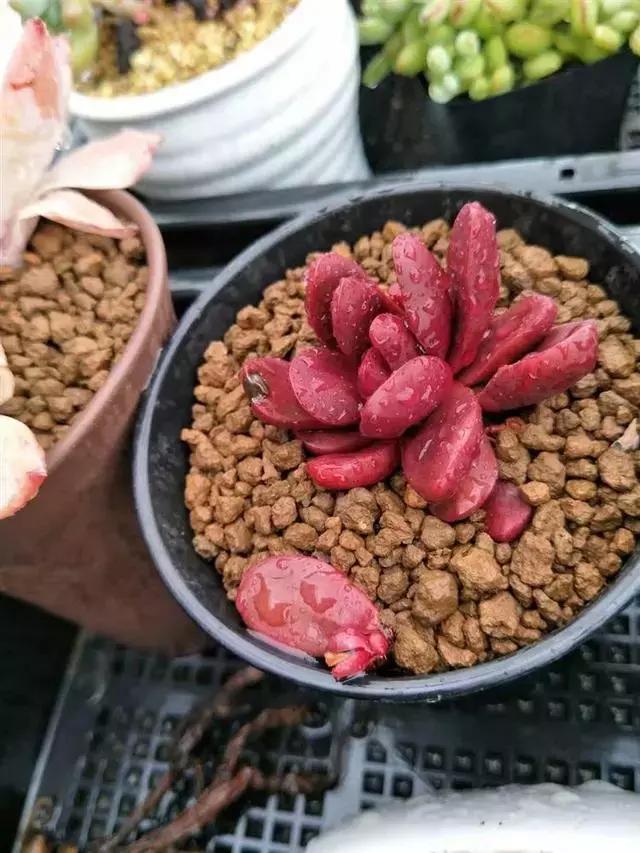 多肉被风雨袭击,多肉被雨水泡过怎么办