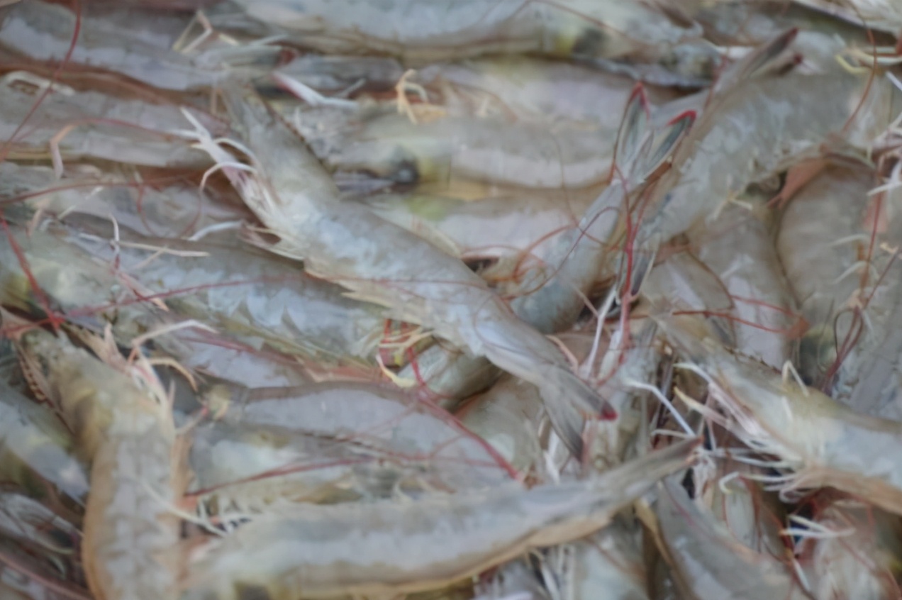 基围虾是一个品种吗,基围虾是明虾吗