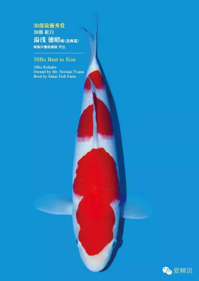 锦鲤易感染小爪虫,冬季锦鲤容易生哪几种疾病