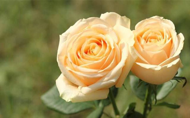 不同颜色的玫瑰代表什么花语,不同颜色玫瑰代表的寓意