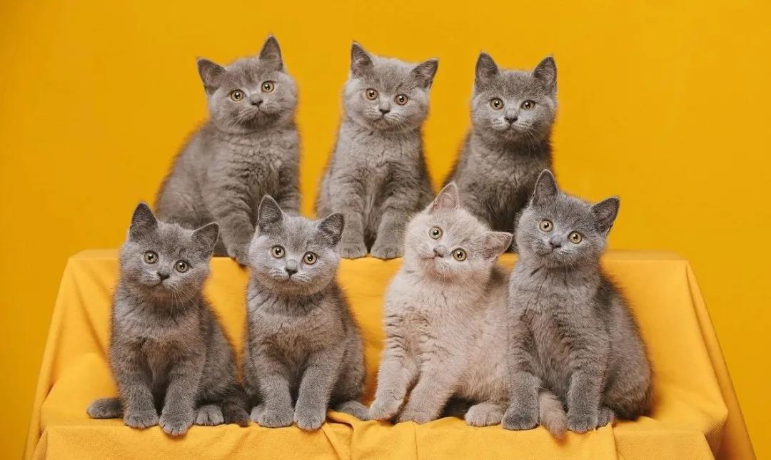 宠物摄影的生意经,宠物摄影店铺创业