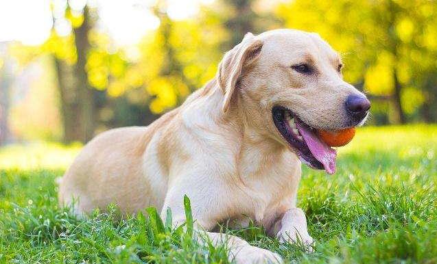 狗狗排行榜适合家养,狗狗最省心最好养的8种狗