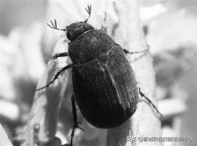 种菜防治病虫害最简单方法,种菜病虫害图片大全