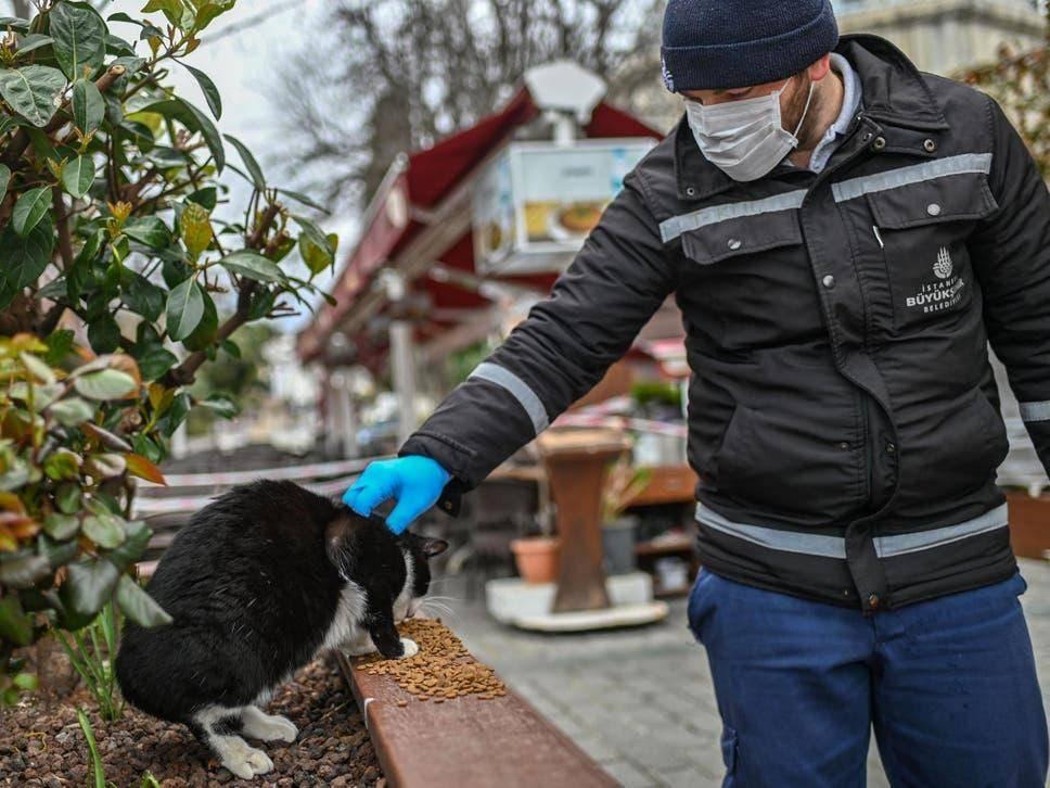去土耳其当猫好吗,在土耳其做一只幸福的猫