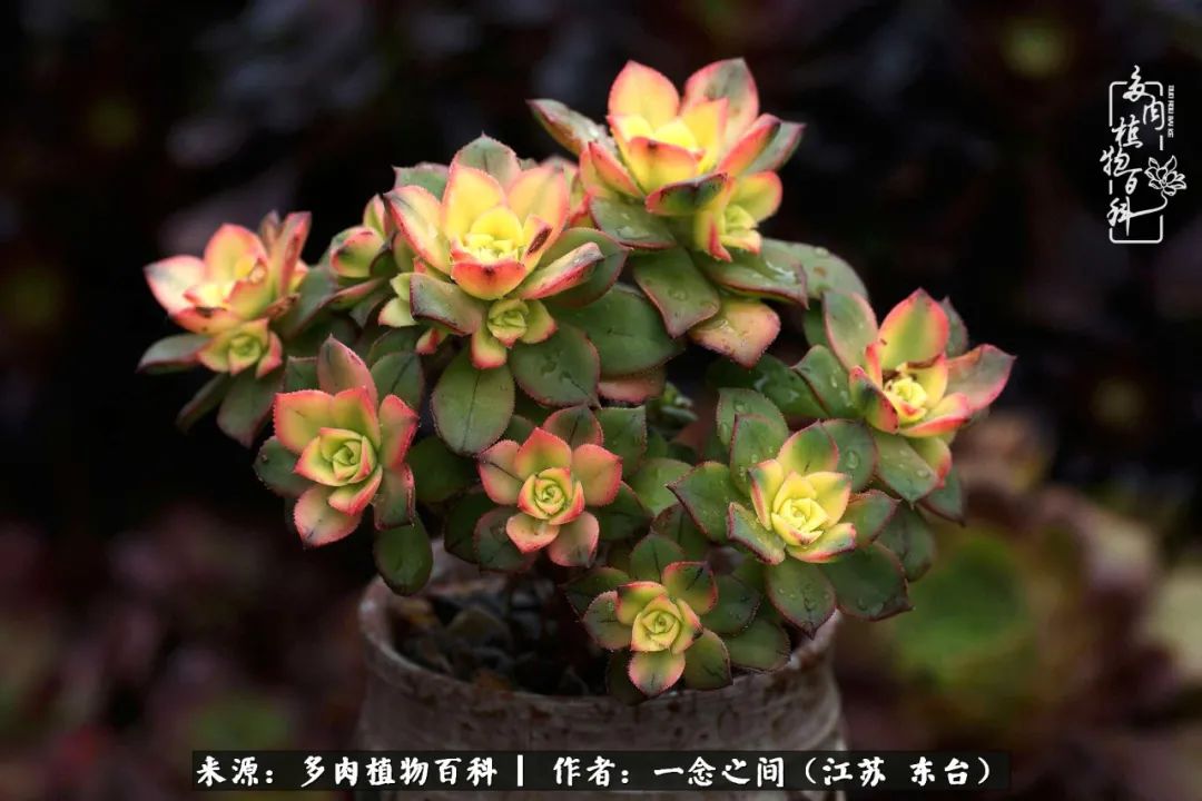 遇见花开蓝莓糖,遇见花开蔬菜沙拉酱