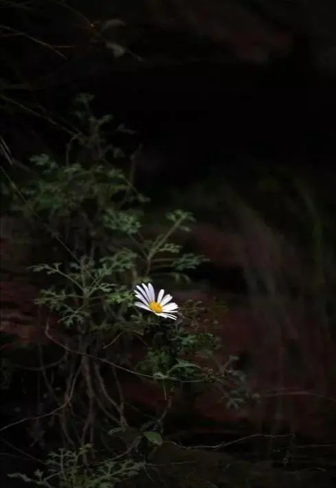 太行山崖柏枕头功效,太行山崖菊