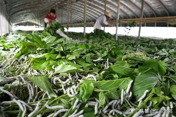 家蚕脓病用什么药治疗有效果,蚕血液性脓病最佳治疗方法