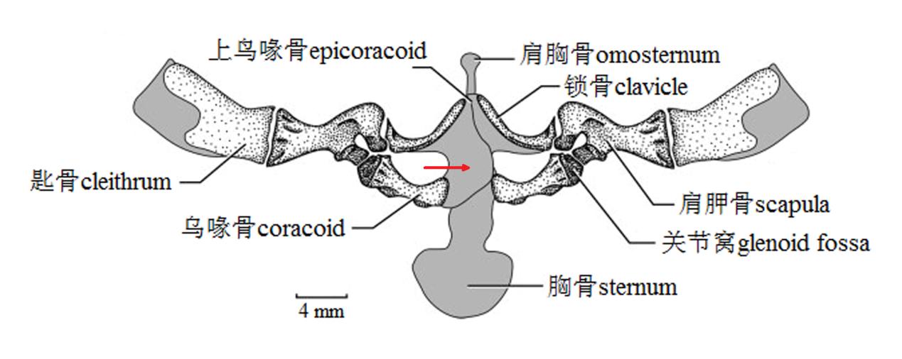 青蛙辨别颜色小视频,青蛙鉴定