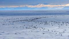 大过年的,被这些小萌萌给笑掉了头