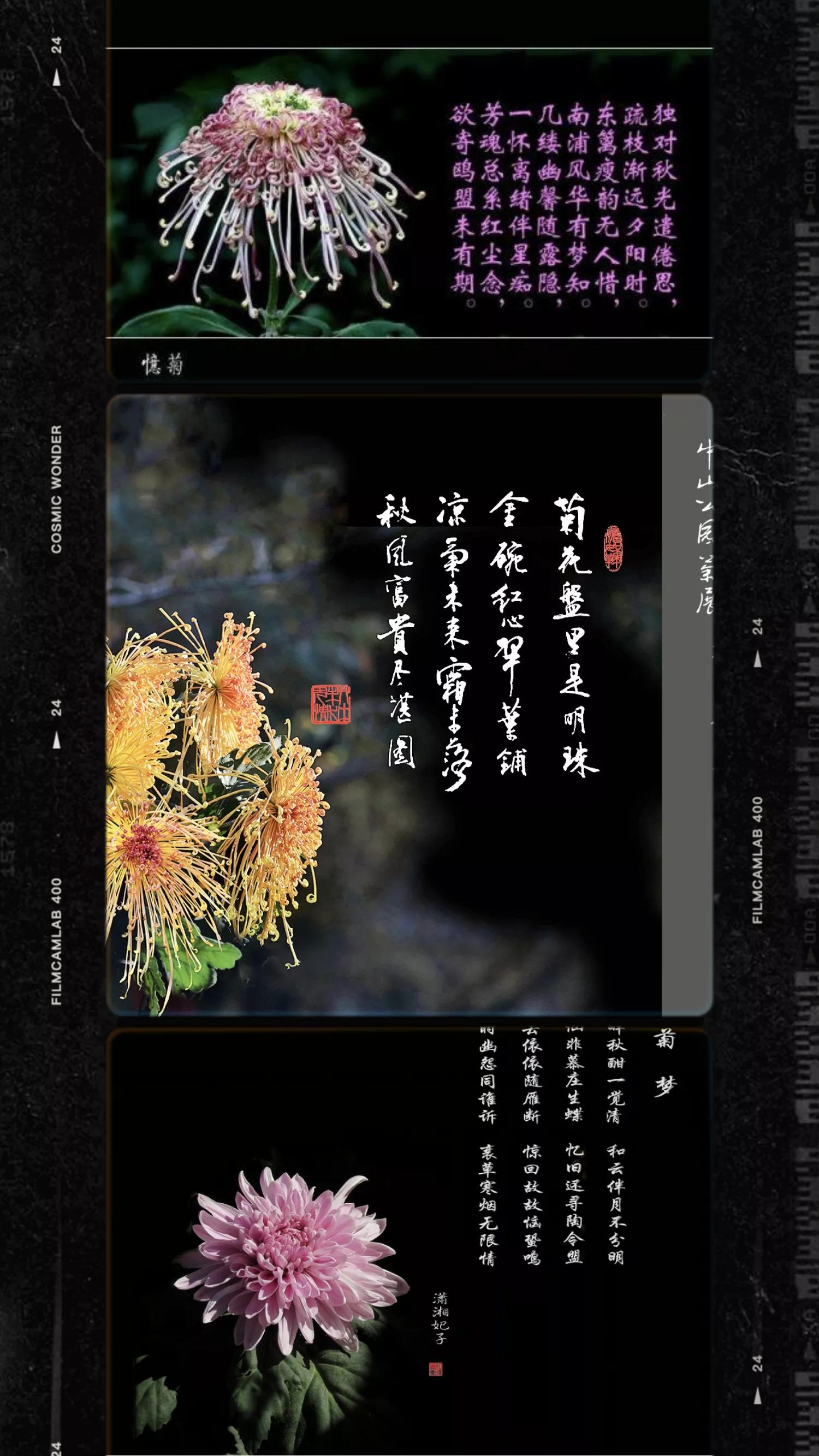 菊和什么并称为花中四君子,花中四君子菊花的品质与精神
