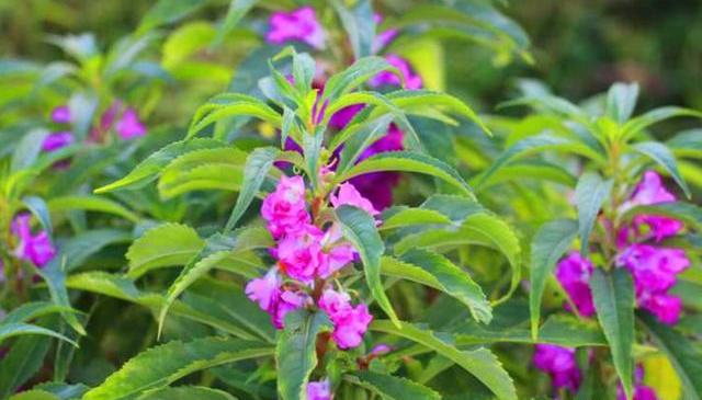 凤仙花怎么养用剪枝吗,凤仙花怎么养才更容易开花