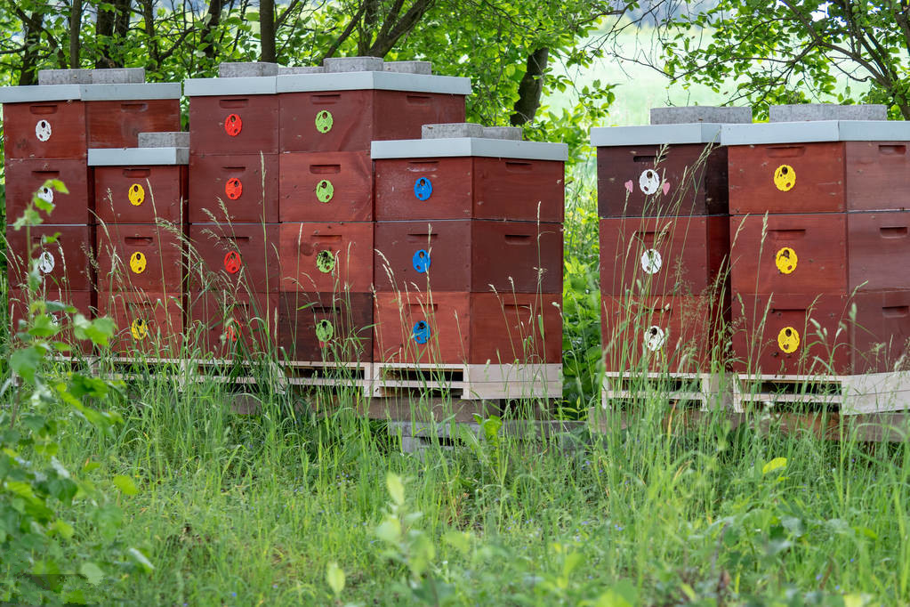 养蜜蜂怎么防蚂蚁最有效方法,蜜蜂养殖如何防治蜜蜂互盗