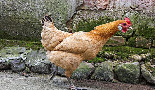 怎么判断鸡呼吸道病情好了,怎么知道鸡子感冒到哪个阶段