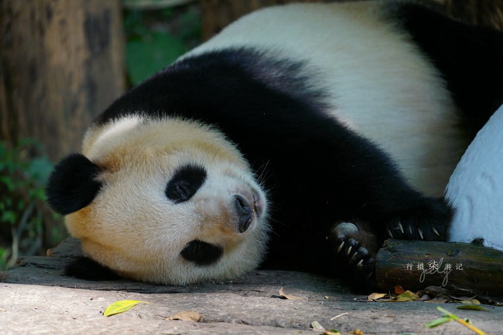 带娃去广州长隆野生动物园攻略,玩广州长隆野生动物园攻略