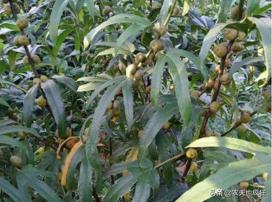 叶子长得像五指，果实像毛桃，南方喜欢用它煲汤，收购价5元1斤