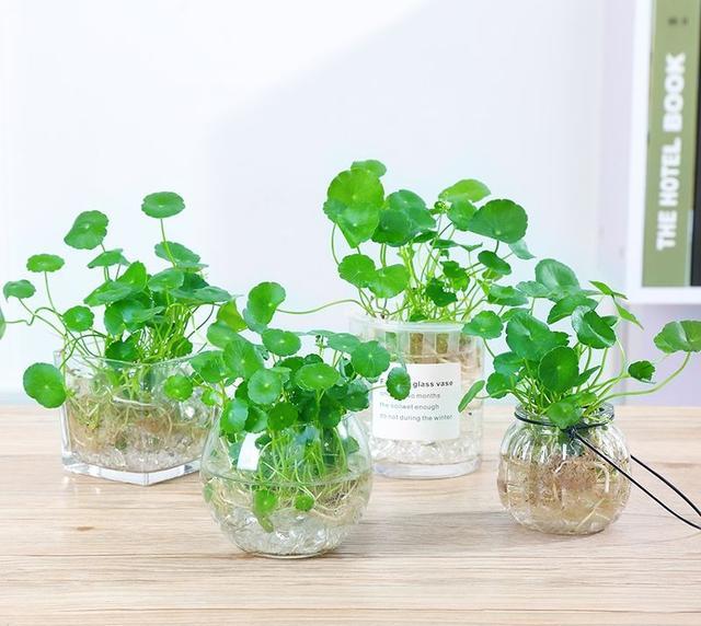 好养又好看的水培植物,百搭的水培花卉