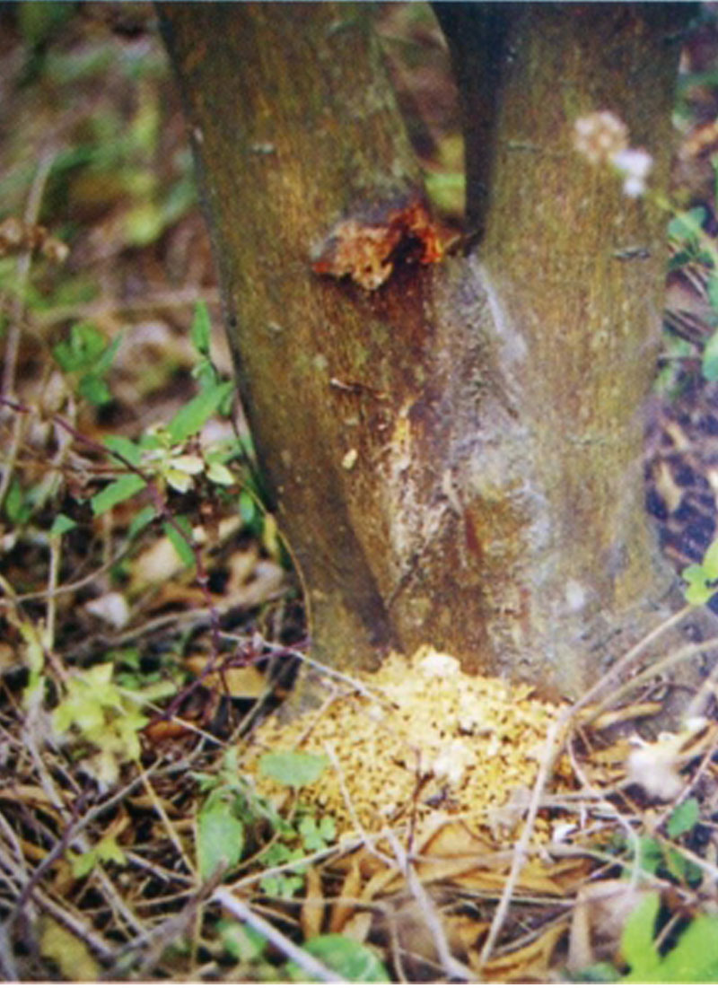 褐天牛最佳防治方法,松褐天牛防治技术规程