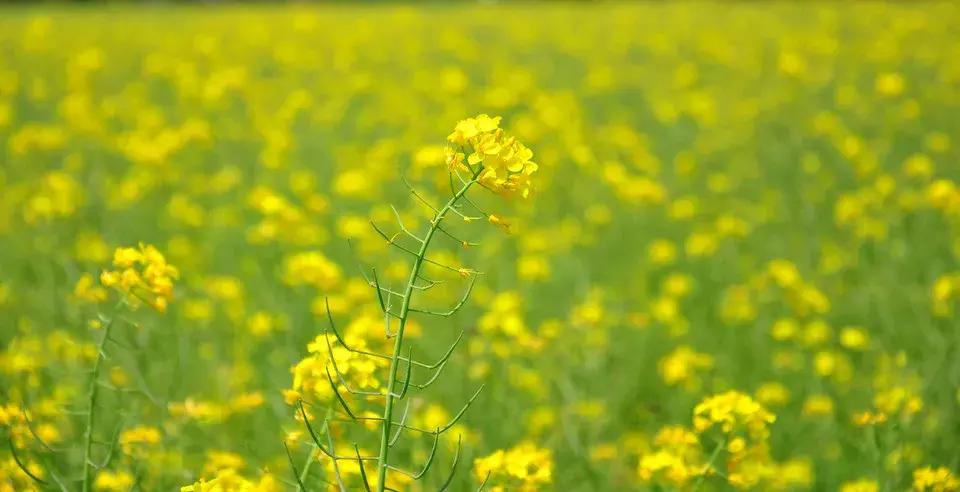 清明古诗词集锦,清明古诗词文案