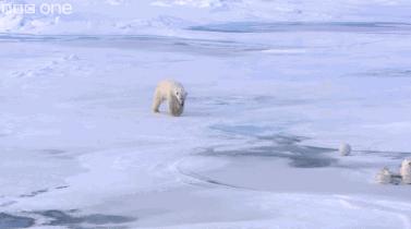 bbc纪录片揭露残忍人类对待动物,bbc动物纪录片造假事件