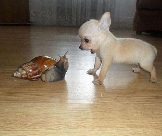 非洲的“大蜗牛”,能取食同伴消化水泥,国内吃货:束手无策