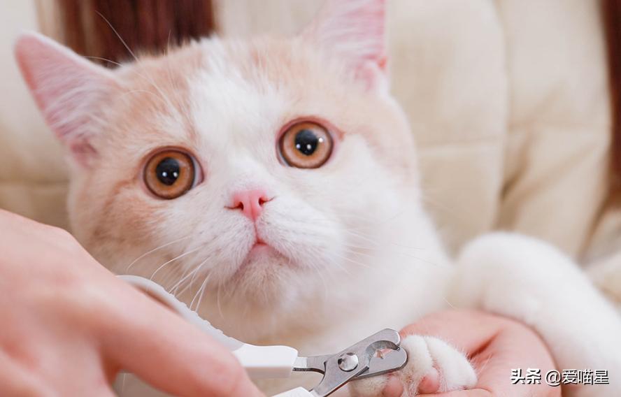 猫咪日常清洁护理,这七件事你做了吗?