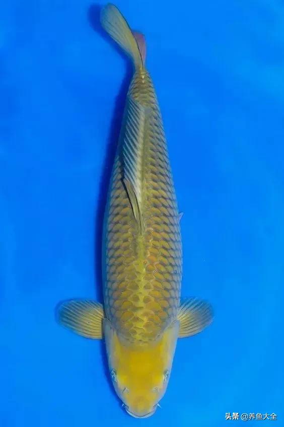 德系锦鲤品种图片,丹顶孔雀锦鲤品种