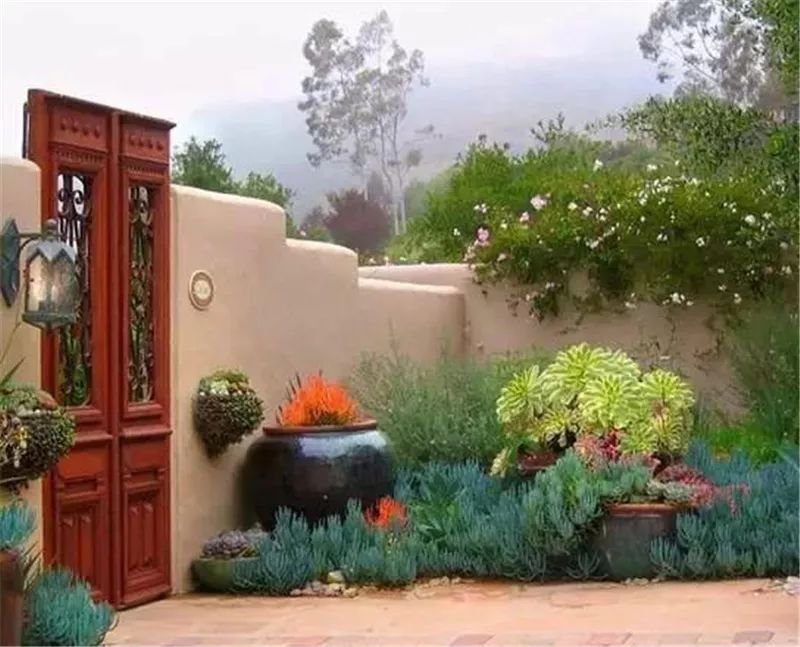 老外的多肉盆景惊艳了世界,多肉庭院美极了