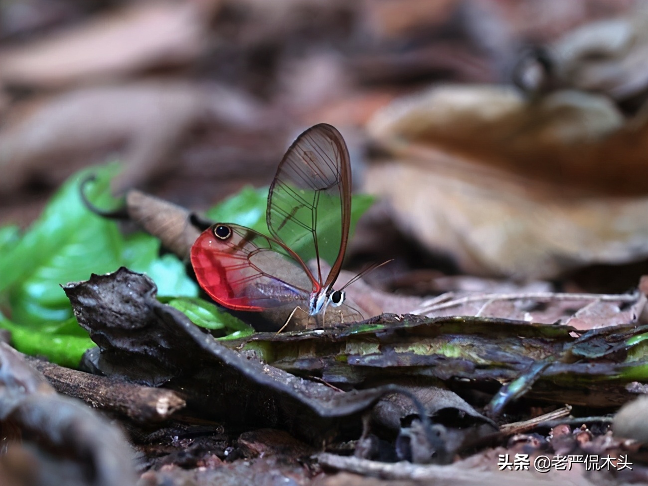 昆虫标本树脂竹节虫,昆虫标本制作竹节虫