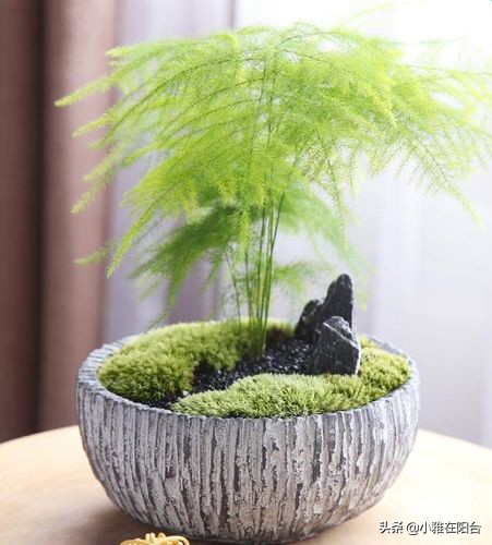 文竹如何不长新笋,郁郁葱葱的文竹