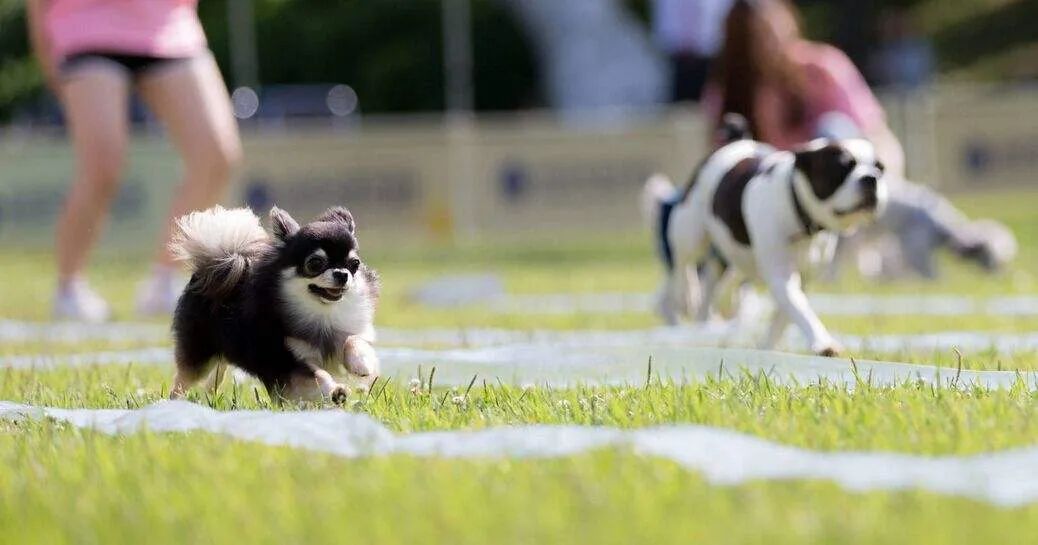 盘点那些老人养的巨型狗,8-10年寿命的狗狗