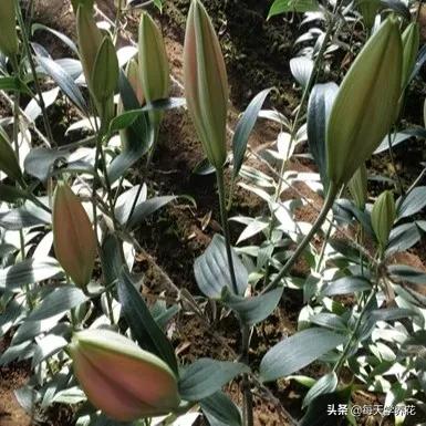 百合虫害的防治方法,百合病虫防治和管理